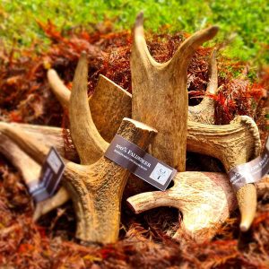 Fallow Antler Chew - Fallowcpose Kennels - Cockapoos Petersfield Hampshire Surrey Sussex London Berkshire Buckinghamshire Dorset Kent Somerset Wiltshire Oxford