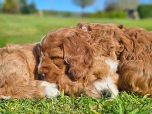 Litter of F1 cockapoos - Fallowcpose Kennels - Cockapoos Petersfield Hampshire Surrey Sussex London Berkshire Buckinghamshire Dorset Kent Somerset Wiltshire Oxford